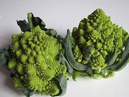 KNESSiN LAX-98 Broccoli Romanesque Seed