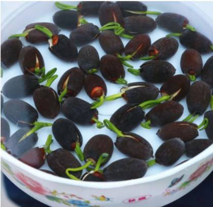 CRGO ® LXI-1129 Mini Lotus Seeds Bonsai Seeds Set Hydrophyte Seed