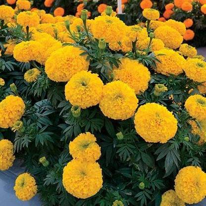 WILLVINE GUA-24 Big Duck Gold F1 Marigold Seed