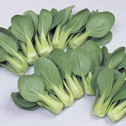 WILLVINE ROX -XII Li Ren Choy Hybrid Pak Choi (Bok Choy) [5g] Seed