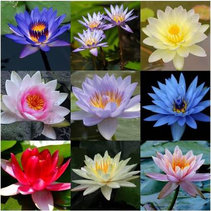 VibeX ® RXI-131 Bowl Lotus Seeds Seed