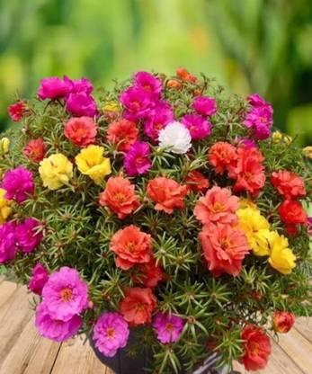 ibains Portulaka seeds Seed
