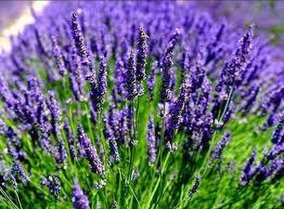 BEEJSETU BEEJSETU LAVENDER BLISS SEEDS & PLANT THE ESSENCE OF TRANQUILIT Seed