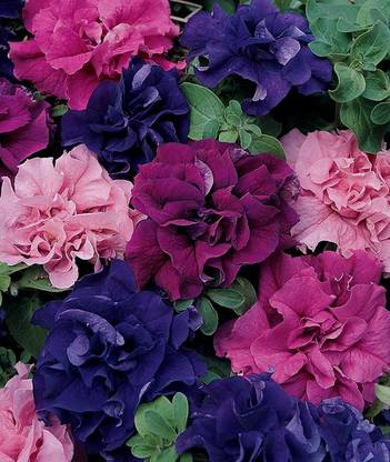 VibeX VXI-53 - Best Hybrid Mix Petunia - (60 Seeds) Seed