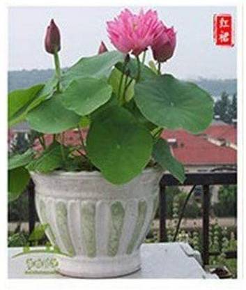 CYBEXIS LX-64 - Water Lily Flower - (90 Seeds) Seed