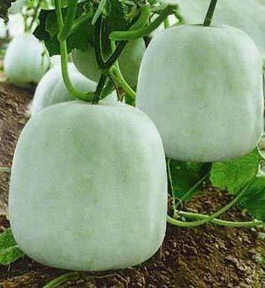Aywal Ash Gourd Hybrid Mitahi Petha Seed