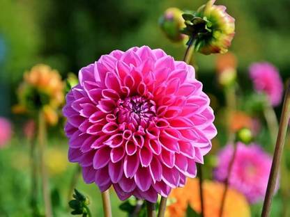 ibains Dahelia seeds Seed