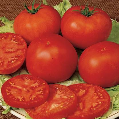 Qualtivate PUA-1A Early Pick VF Red Slicing Tomato Seed