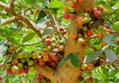 EasySeeds Gular ,Ficus racemosa, Cluster fig, Red river fig ,Indian Fig, Redwood Fig Seeds Seed