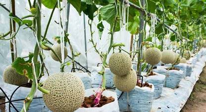 VibeX GBPUT-44 - Hara Madhu Kharbuj / Musk Melon - (150 Seeds) Seed