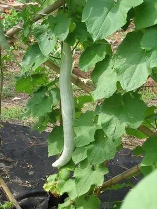 VibeX ® VMR-19 Chichinda - Padwal Snake Gourd Seeds Seed