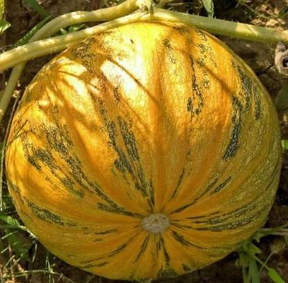 ErTh Styrian Pumpkin Seed