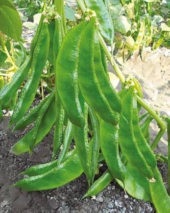 wequality pigeon pea seeds/beans seeds 42 Seed