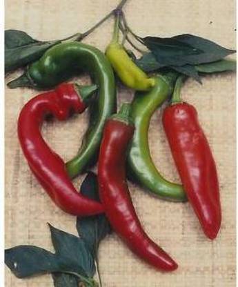 Jevik Bombita-Hot-Cherry-Pepper- Seed