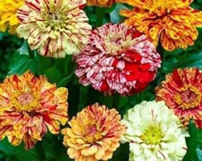 CYBEXIS Rare ZINNIA PEPPERMINT STICK FLOWER SEEDS Seed