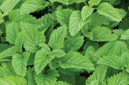 MegaValue Balm mint herbs Seed