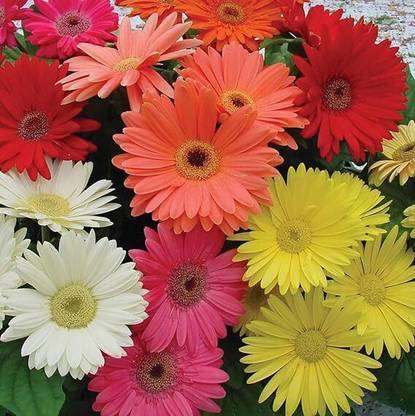 Lorvox Gerbera Seed