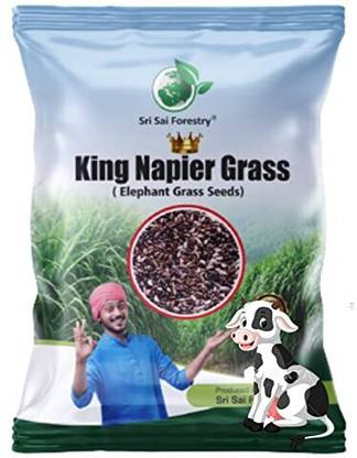 SRI SAI FORESTRY Australian CO5 Napier Grass, King Napier Grass Elephant Grass Seeds for Cow Seed