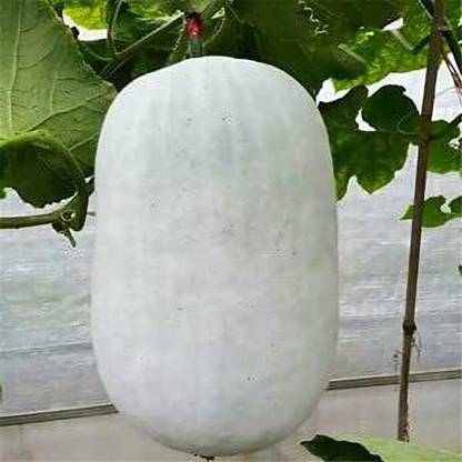 Aywal Indian Mithai Petha Hybrid Seed