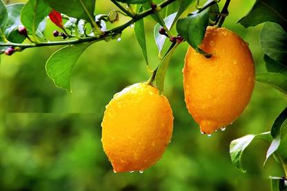 KNESSiN Full Sized Tasty Lemons-{100 Seeds} Seed