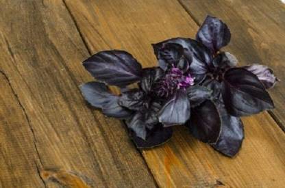 WILLVINE VVI-6 Osmin Purple Basil Seeds Seed