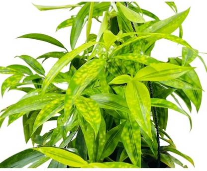 VENUS ONLINE Golden Variegated Dwarf Ornamental Bamboo -Indoor and Terrace Gardening Seed