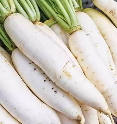 GROWN Radish (Raphanus Sativus) Seed