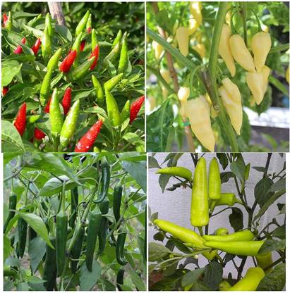 CYBEXIS Desi 4 Variety Of Chilly Seed