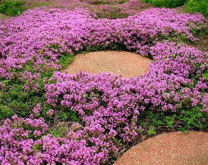 CYBEXIS KGF -37 - Wild Creeping Thyme - (150 Seeds) Seed