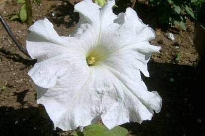 VibeX XLL-18 - White Petunia Super Cascade Flowers - (60 Seeds) Seed