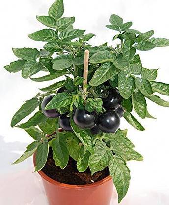 Aywal Tomato Black Opal Seed