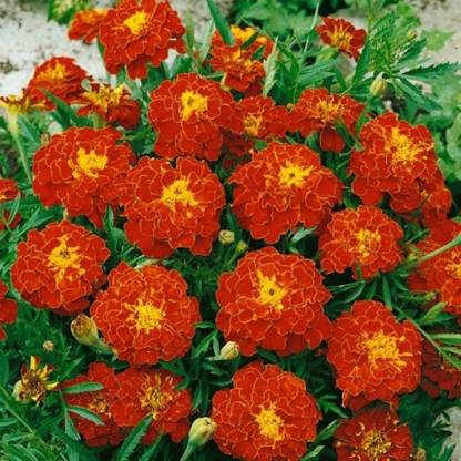 UNIQUE SHINE SEEDS MARIGOLD DBL ORANGE Seed