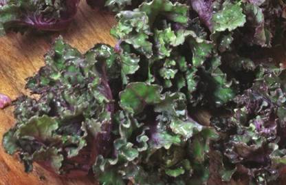 KNESSiN Kalettes Mixed Seed