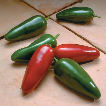 GOLU All Time Hybrid Hot Bullet Lonka Chilli per packet (250 seeds) Seed