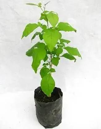 Migento Bilva Patra, Bel Patra- Plant leaves Seed