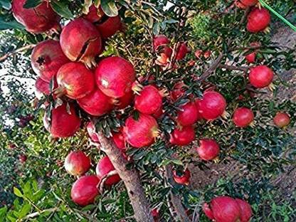 Aywal Red Anar/pomegranate Fruit Seed
