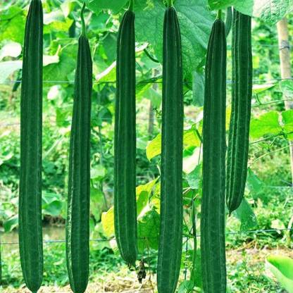 DHENU PRASAD 1203 F1 Hybrid Ridge gourd (turai) Seed