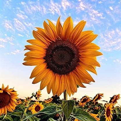 Lorvox sunflower beautiful flower hybrid Seed