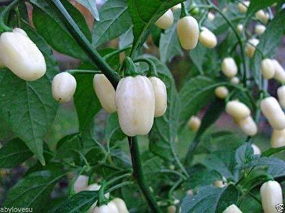 ActrovaX Rare White Bullet Habanero Chilli Pepper [250 Seeds] Seed