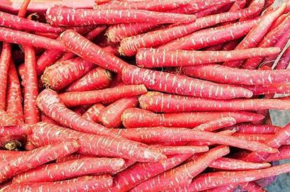KANAYA Carrot Seed