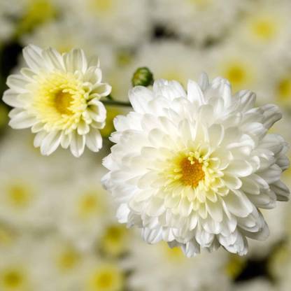 Mozette Exotic chrysanthemum white Seed