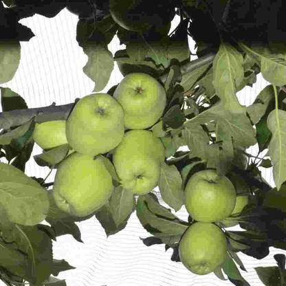 M-Tech Gardens Rare Hybrid Apple " HRMN 99 " Exotic 10 Seed