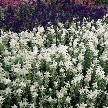 CYBEXIS ATS-67 - Salvia White Swan Sage - (150 Seeds) Seed