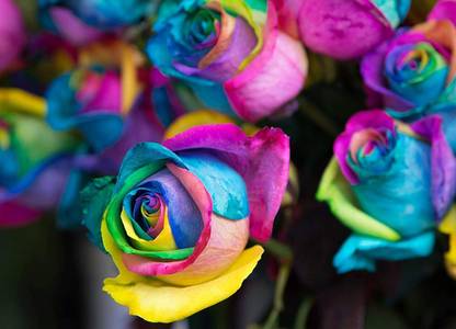 CYBEXIS GBPUT-10 - Rainbow Rose Flower Bush - (300 Seeds) Seed
