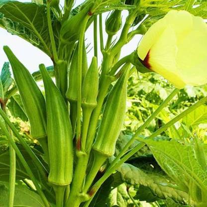 ibains Vindi seeds Seed