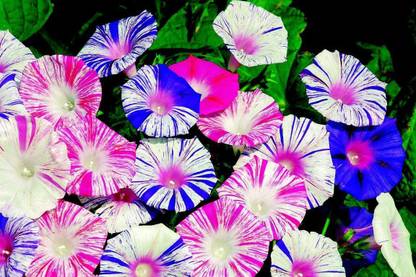 CYBEXIS KGF -20 - Morning Glory Arlekin Mix Annual Climbing Flowers - (300 Seeds) Seed