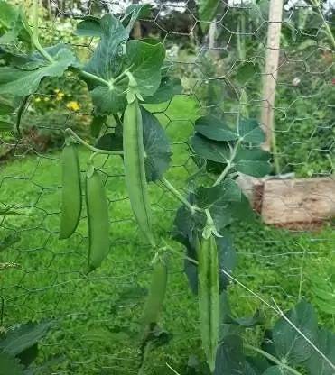 MAA Pea, Green Peas, Matar Seed