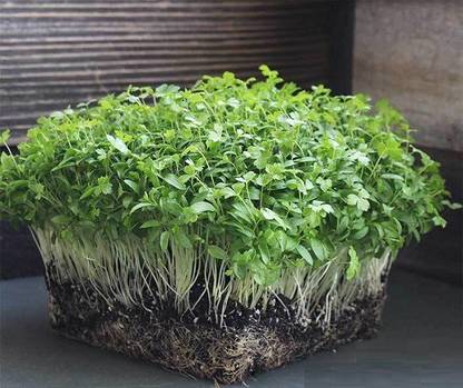 CYBEXIS Ajamod microgreen-350 Seeds Seed