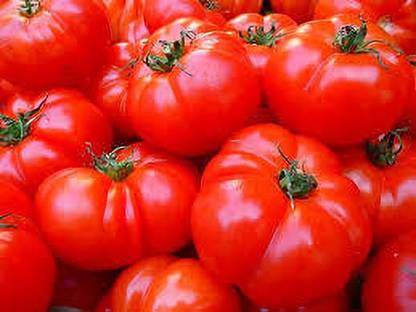 XOLDAA kashmiri hybrid tomato seeds Seed