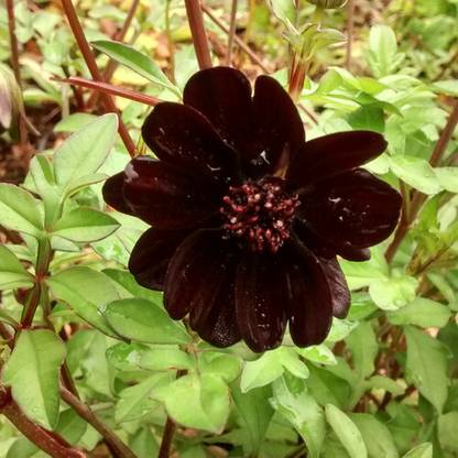 CEZIUS High Germination COSMOS ATROSANGUINEUS Seed